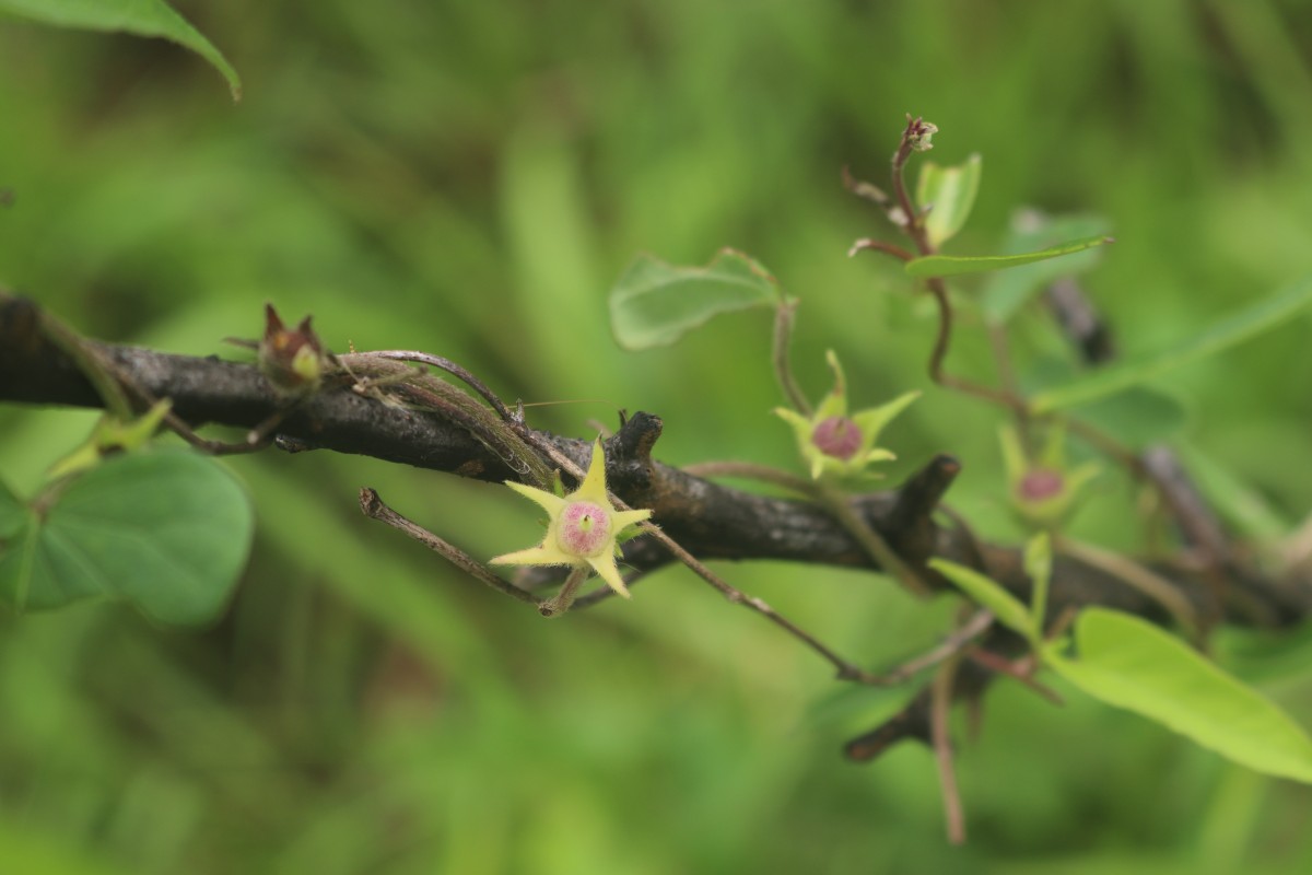 Ipomoea eriocarpa R.Br.